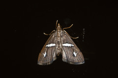 Odilla