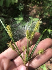 Cyperus hystricinus