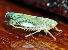 Scaphoideus titanus