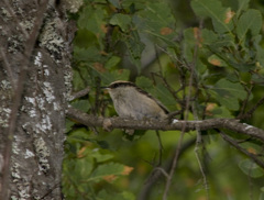 Aphrastura spinicauda