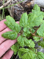Osmorhiza depauperata
