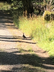 Dendragapus fuliginosus