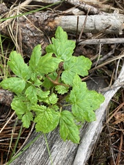 Osmorhiza depauperata