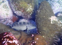 Epinephelus daemelii