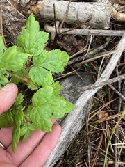 Osmorhiza depauperata