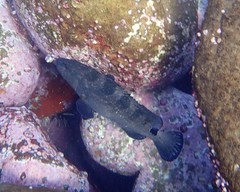 Epinephelus daemelii