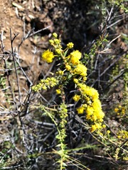 Acacia amblygona