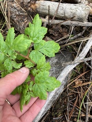 Osmorhiza depauperata