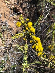 Acacia amblygona