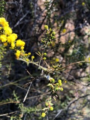 Acacia amblygona