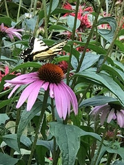 Papilio canadensis × glaucus