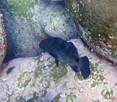 Epinephelus daemelii