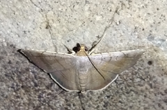 Sphacelodes vulneraria