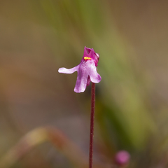 Utricularia tenella