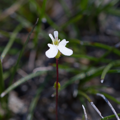 Stylidium perpusillum