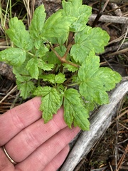 Osmorhiza depauperata