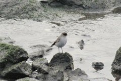 Muscisaxicola maclovianus