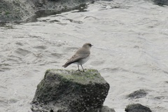 Muscisaxicola maclovianus