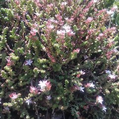 Sedum moranense