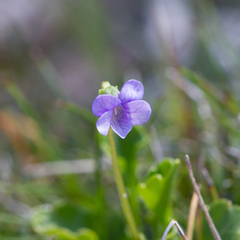 Viola sieberiana