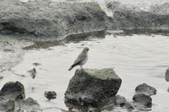 Muscisaxicola maclovianus