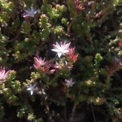 Sedum moranense