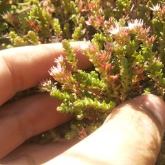 Sedum moranense