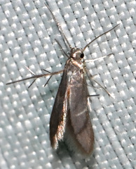 Schreckensteinia erythriella