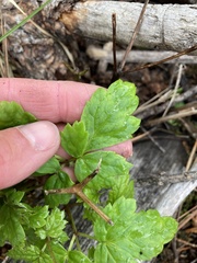 Osmorhiza depauperata