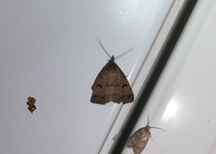 Phalaenostola hanhami