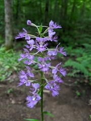 Platanthera shriveri