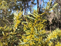 Acacia decora