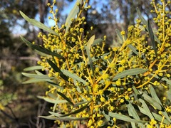 Acacia decora