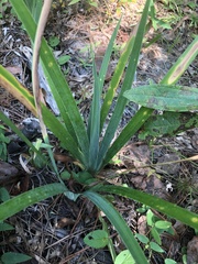 Iris verna smalliana
