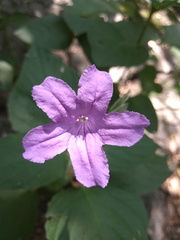 Ruellia occidentalis