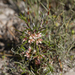 Laxmannia orientalis - Photo (c) Kym Nicolson, μερικά δικαιώματα διατηρούνται (CC BY), uploaded by Kym Nicolson