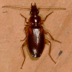 Cymindis limbata