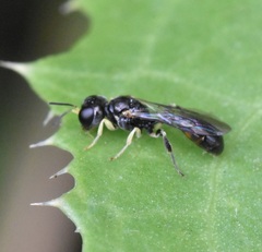 Rhopalum