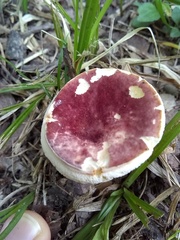 Gyroporus purpurinus