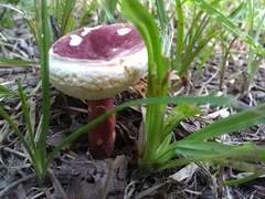 Gyroporus purpurinus