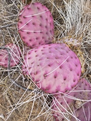 Opuntia azurea diplopurpurea
