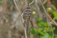 Epitheca petechialis
