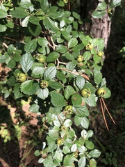 Crataegus uniflora