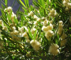 Metrosideros angustifolia