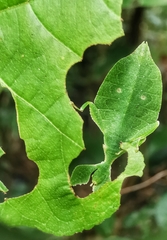 Cryptophyllium chrisangi