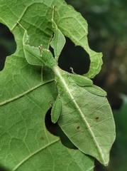 Cryptophyllium chrisangi