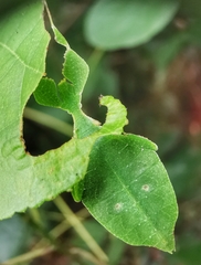 Cryptophyllium chrisangi