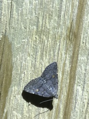 Idia diminuendis
