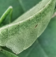 Cryptophyllium chrisangi