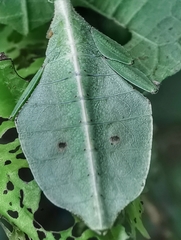 Cryptophyllium chrisangi